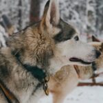 Nulkki Husky Adventure - Who Is This Tour Best For?