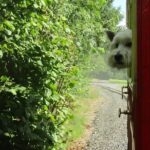 Oakfield Park Day Pass and Train Ride - Summary