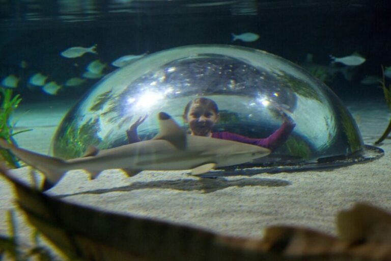 Oberhausen: SEA LIFE Oberhausen Entry Ticket - The Sum Up