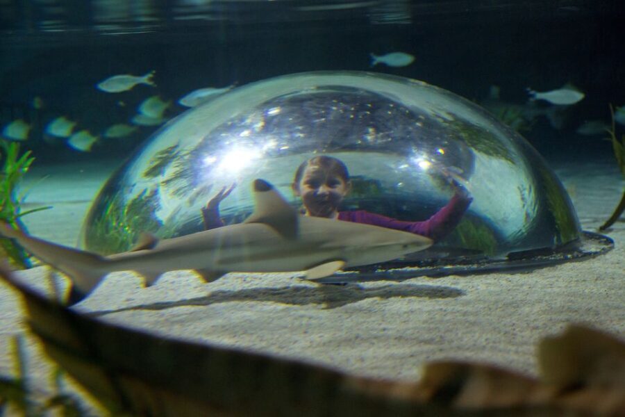 Oberhausen: SEA LIFE Oberhausen Entry Ticket - The Sum Up