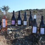 Oenological workshops at La Selve - The Group Experience and Practical Details