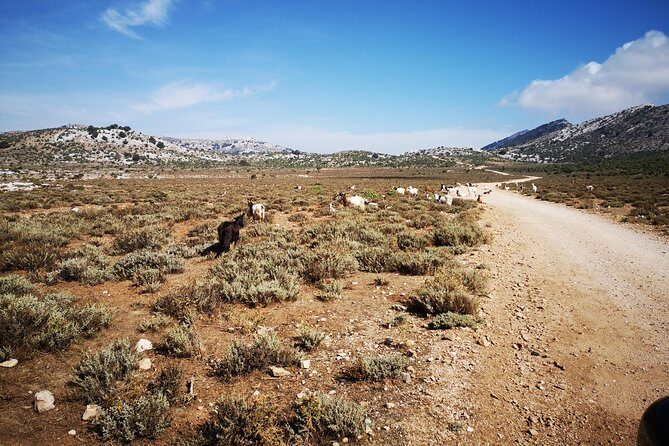 Off-road tour in the Supramonte and visit to Pischina Gurthàddala - How the Tour Works for Different Travelers