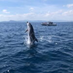 Olbia: : ecological boat trip for dolphin spotting - Is This Trip Worth It?