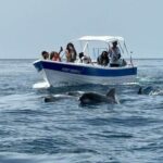 Olhão- Safari Watching Dolphins and other species - What’s Included and What to Bring
