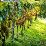 Olive farm & village - The Itinerary Breakdown