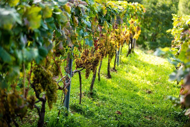 Olive farm & village - The Itinerary Breakdown