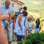 Olive museum Klis with educational olive oil tasting - The Value of the Experience