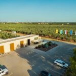 Olive Oil Tasting and Sunset Buggy Tour with Your Local Guide - Final Thoughts