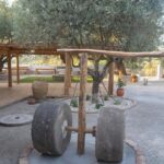 Olive Tour & Tasting - Who Will Love This Tour?