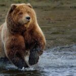 One day trip Bear Sanctuary Dracula Castel and Rasnov Fortress from Brasov - The Sum Up