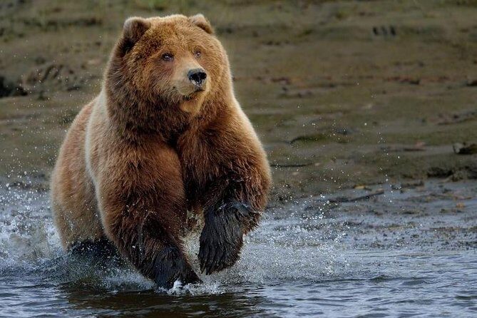 One day trip Bear Sanctuary Dracula Castel and Rasnov Fortress from Brasov - The Sum Up