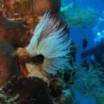 Open Water Course in Nea Makri, Athens - Practical Details and Logistics