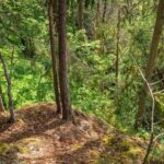 Oslo: Forest Hike with Guide & Husky - Who Will Love This Experience?