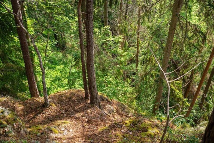 Oslo: Forest Hike with Guide & Husky - Who Will Love This Experience?