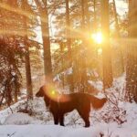 Oslo: Scenic Forest Hike with Dog & Local Guide - What’s Included and What’s Not