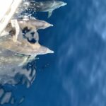 Ouranoupoli: Mount Athos Sightseeing Glass-Bottom Boat Tour - The Experience in Action: What Past Guests Say