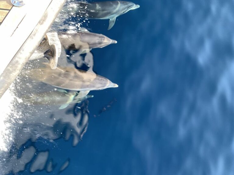 Ouranoupoli: Mount Athos Sightseeing Glass-Bottom Boat Tour - The Experience in Action: What Past Guests Say