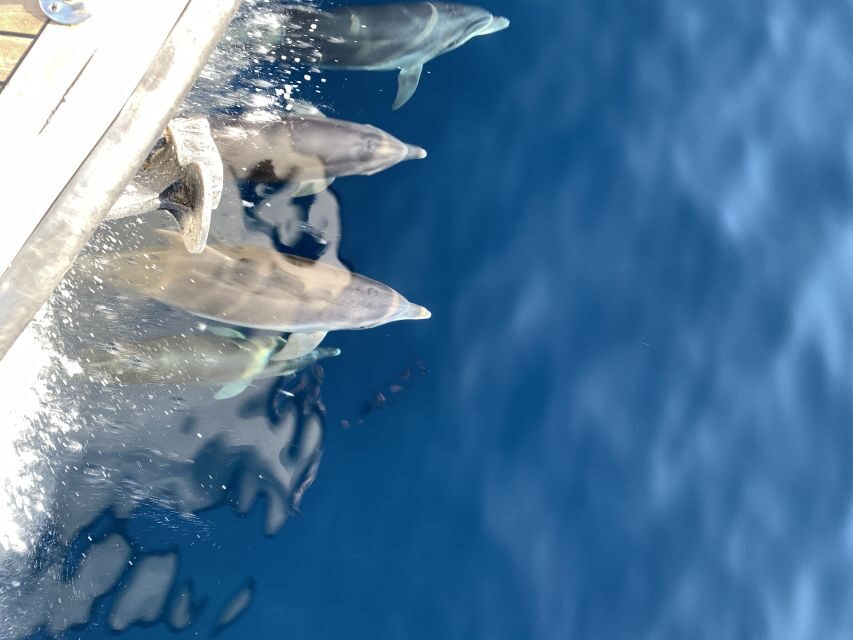 Ouranoupoli: Mount Athos Sightseeing Glass-Bottom Boat Tour - The Experience in Action: What Past Guests Say