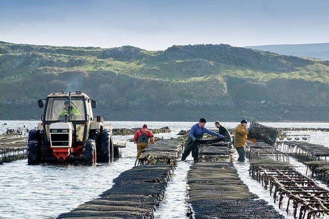 Oyster Farm and Tasting Experience - Practical Tips for Visitors