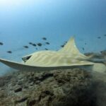 PADI Open Water Course in Costa Adeje - Detailed Review of the PADI Open Water Course in Costa Adeje