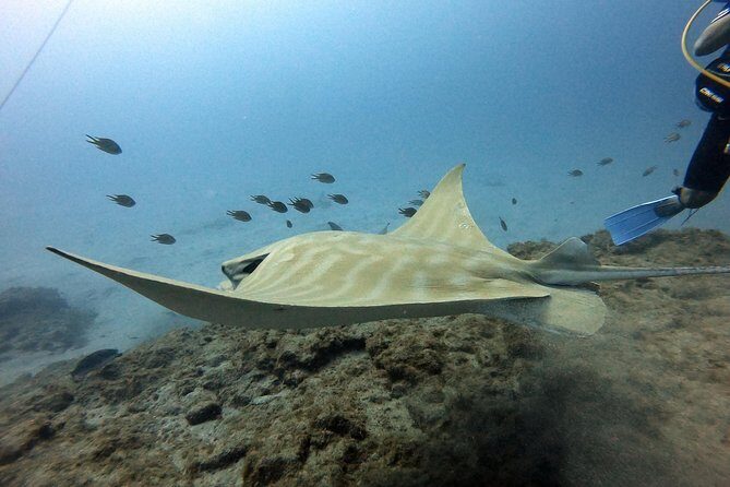 PADI Open Water Course in Costa Adeje - Detailed Review of the PADI Open Water Course in Costa Adeje