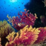 PADI Open Water Diver Course - Final Thoughts: Is It Worth It?