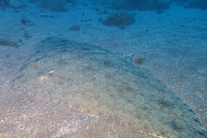 PADI Open Water Diver Course (OWD) - 2 days - The Value for Your Money