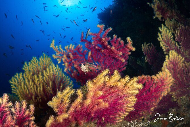 PADI Open Water Diver Course - Final Thoughts: Is It Worth It?