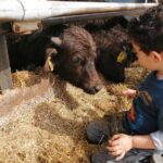 Paestum Traditions, Buffaloes, Ceramics, Temples - Why This Tour Works Well