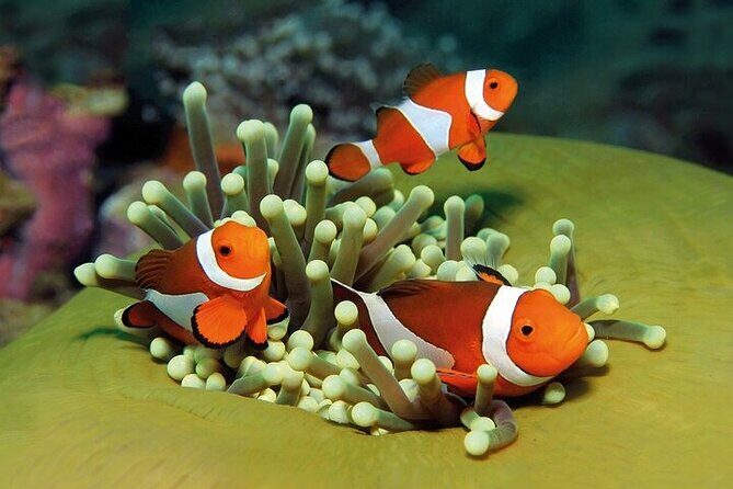 Palma Acquarium with Transfer - Detailed Breakdown of the Itinerary and the Attractions