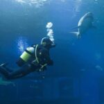 Palma de Mallorca: Shark Dive at Palma Aquarium - The Itinerary Breakdown