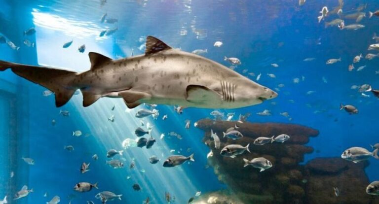 Palma: Palma Aquarium Ticket with Transfer Service - The Return Journey and Overall Length of Visit