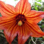 Panoramic route across the Teno rural Park in Tenerife - Why This Tour Is a Great Value