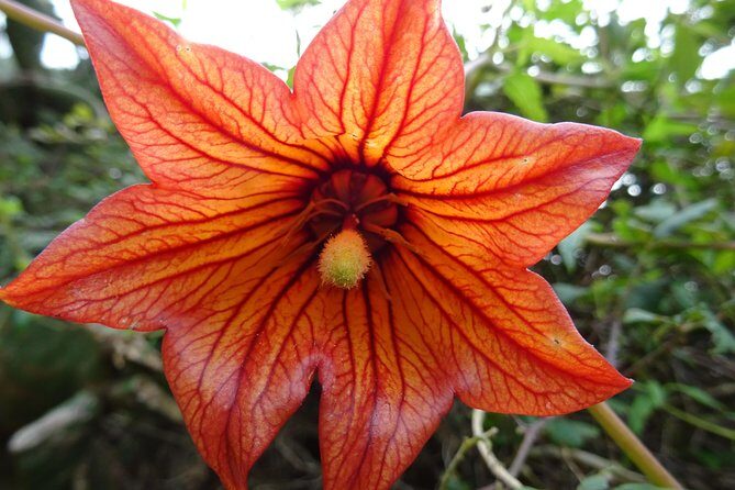Panoramic route across the Teno rural Park in Tenerife - Why This Tour Is a Great Value