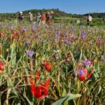 Paphos Cyprus Troodos Jeep safari in English in French too - Key Points