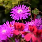 Paradise Valley Beauty Walk - FAQs