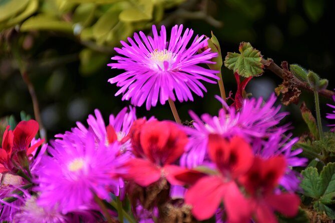 Paradise Valley Beauty Walk - FAQs