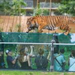 Paris: Thoiry Castle and Safari Park Private Tour - The Sum Up