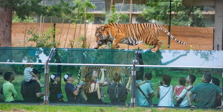 Paris: Thoiry Castle and Safari Park Private Tour - The Sum Up