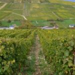 Paris Wine Day Tours exclusive wine tour in the Sancerre area - Practicalities: What You Need to Know