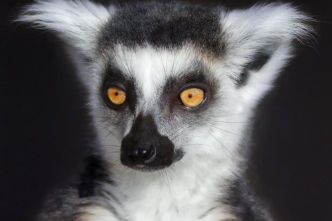 Park Entry for a Family of 4 (2 adults and 2 children) - Practical Tips to Maximize Your Visit