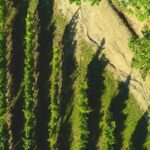 Parma Hills and Wine Tasting with Food Platter - Who Will Love This Tour?