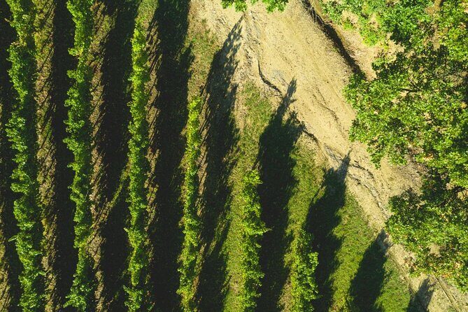 Parma Hills and Wine Tasting with Food Platter - Who Will Love This Tour?