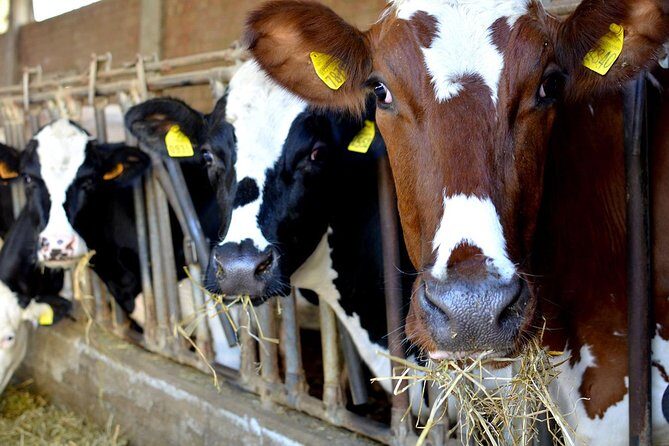 Parma Hillside Private Food Tour and Tasting - Final Thoughts