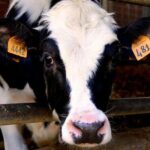 Parmigiano Reggiano & Balsamic Vinegar Private Tour and Tasting - Analyzing the Value