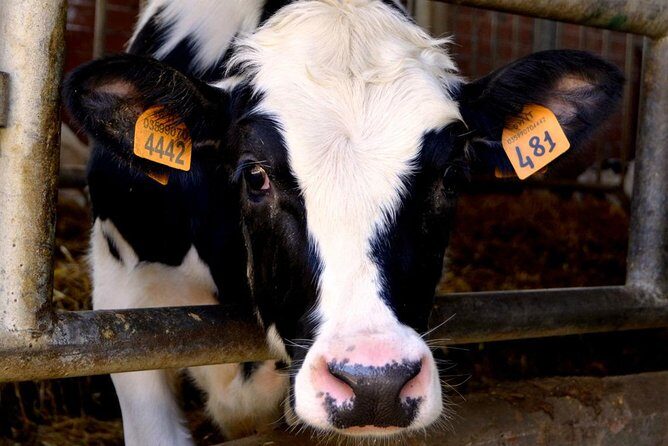 Parmigiano Reggiano & Balsamic Vinegar Private Tour and Tasting - Analyzing the Value