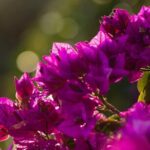 Photo Walking Tour in Sitges - What’s Included and What to Know