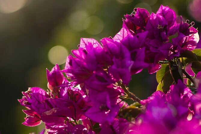 Photo Walking Tour in Sitges - What’s Included and What to Know
