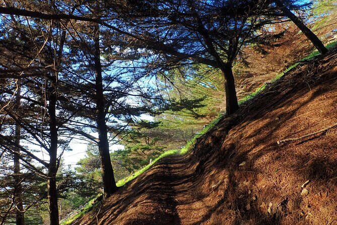 Pico do Facho Panoramic Trail - Authentic Insights from Recent Reviewers
