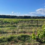 Picpoul de Pinet Tour - Half Day Oysters and Wines - Who Will Love This Tour?